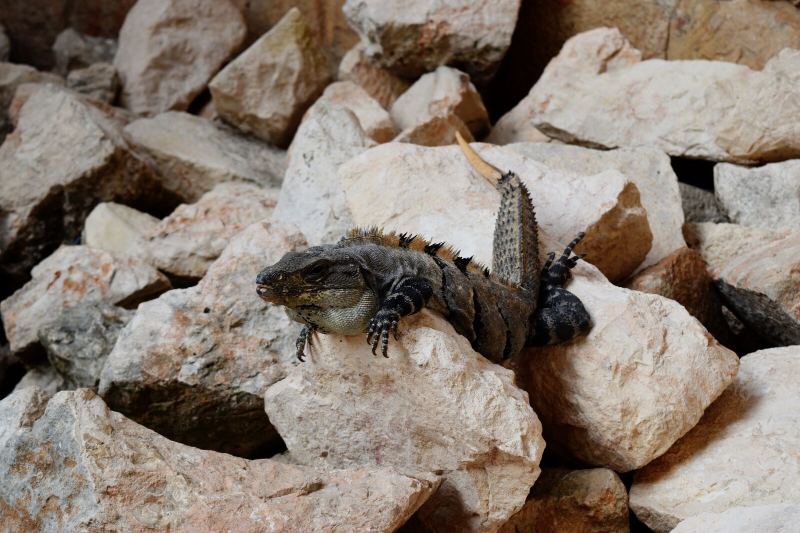 Nikon D3300 sample photo. Lizard, ruins, mexico photography