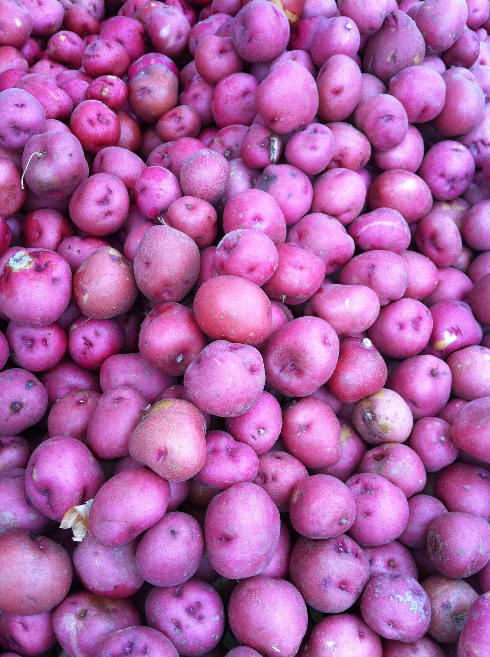 Apple iPhone 4 sample photo