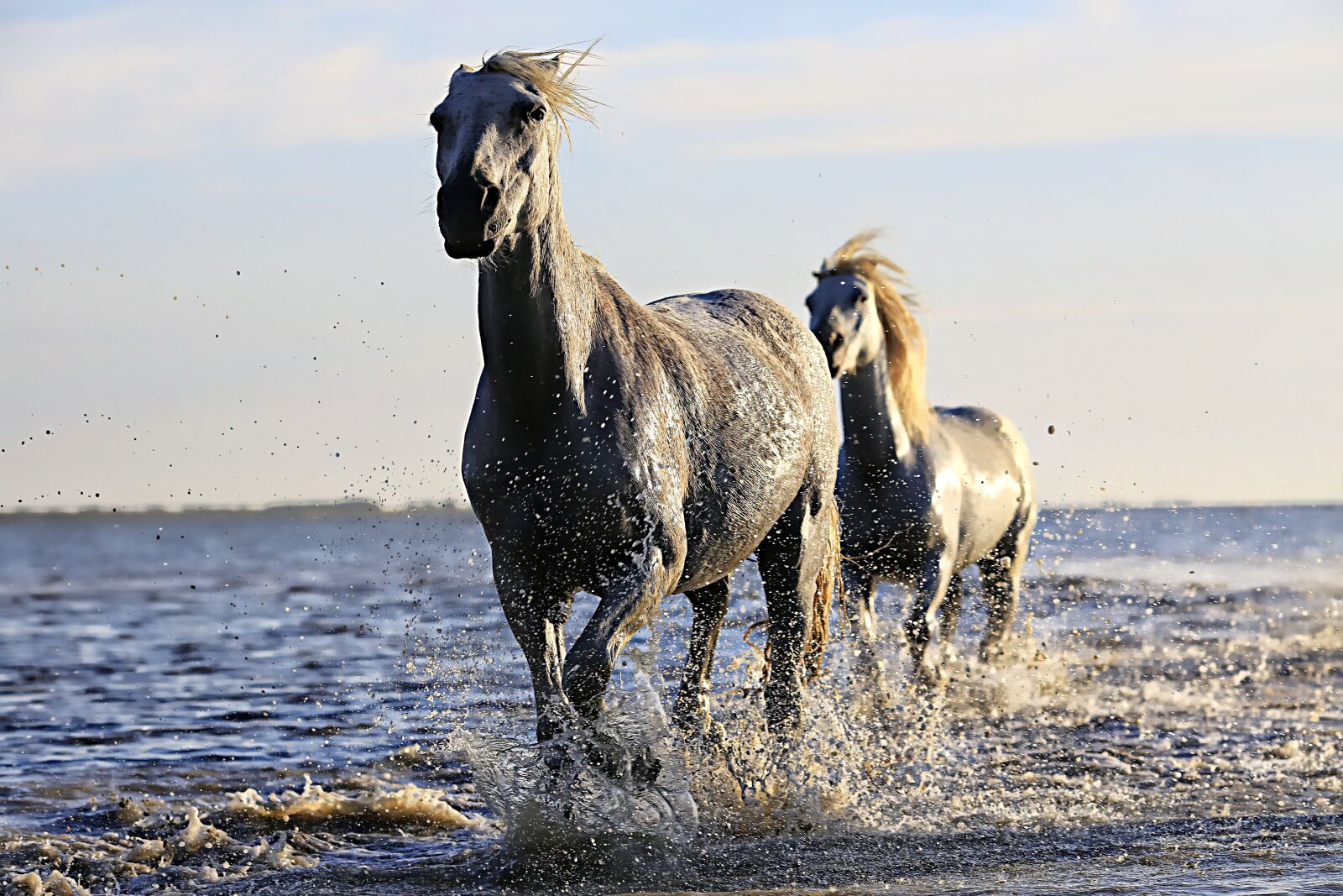 Canon EOS 5D Mark III sample photo. Horse, white, horsehair photography