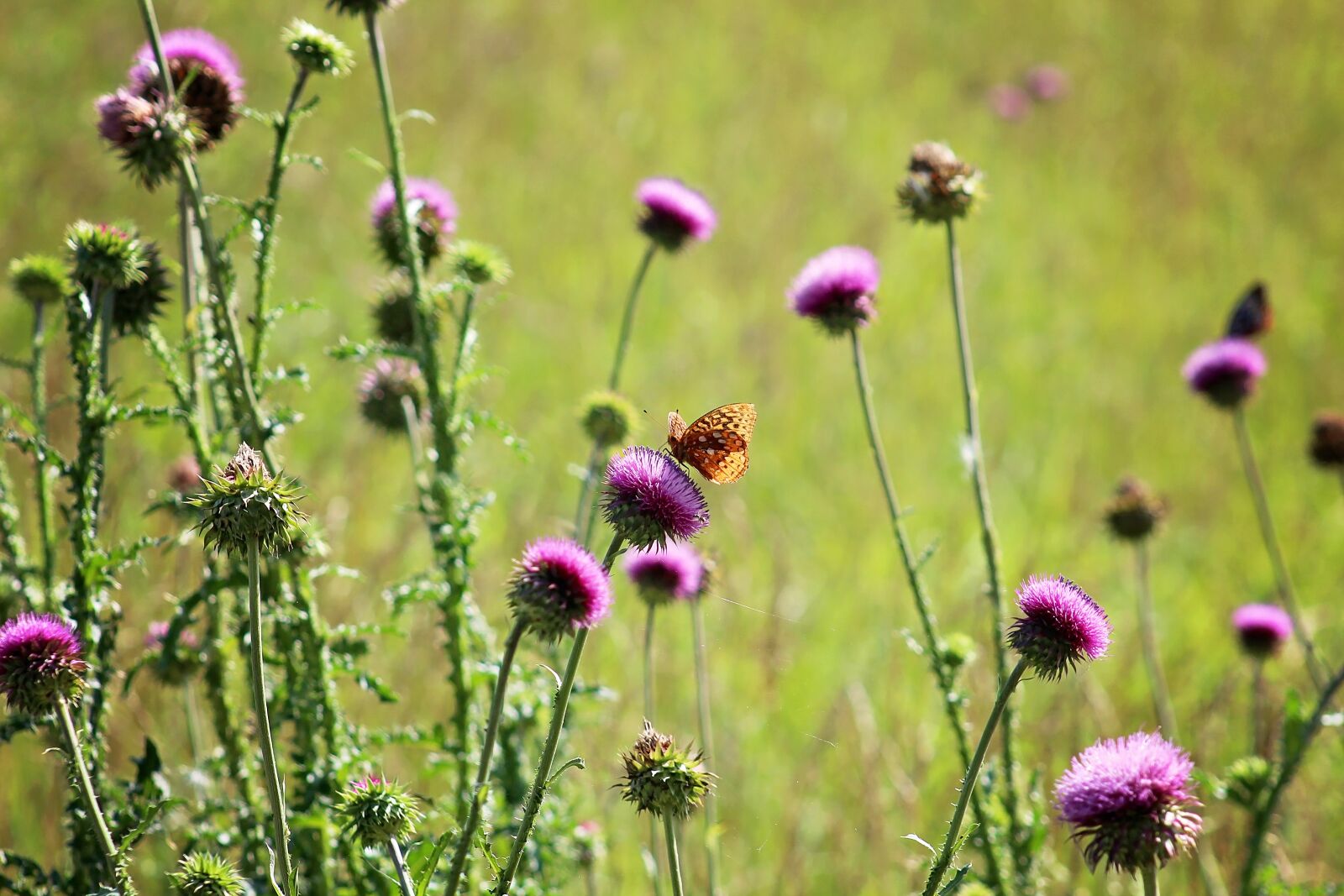 Canon EOS 650D (EOS Rebel T4i / EOS Kiss X6i) + Canon EF 75-300mm f/4-5.6 sample photo. Butterflies, thistle, butterfly photography