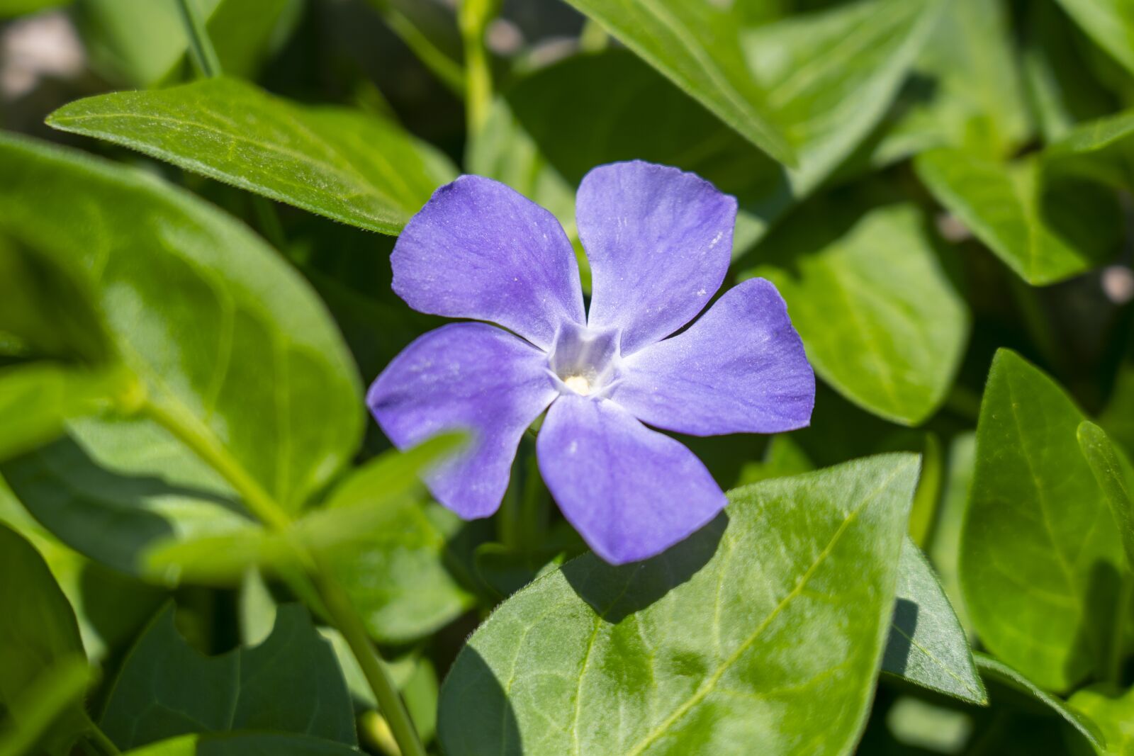 Sony FE 24-105mm F4 G OSS sample photo. Vinca, vinca minor, zemozele photography