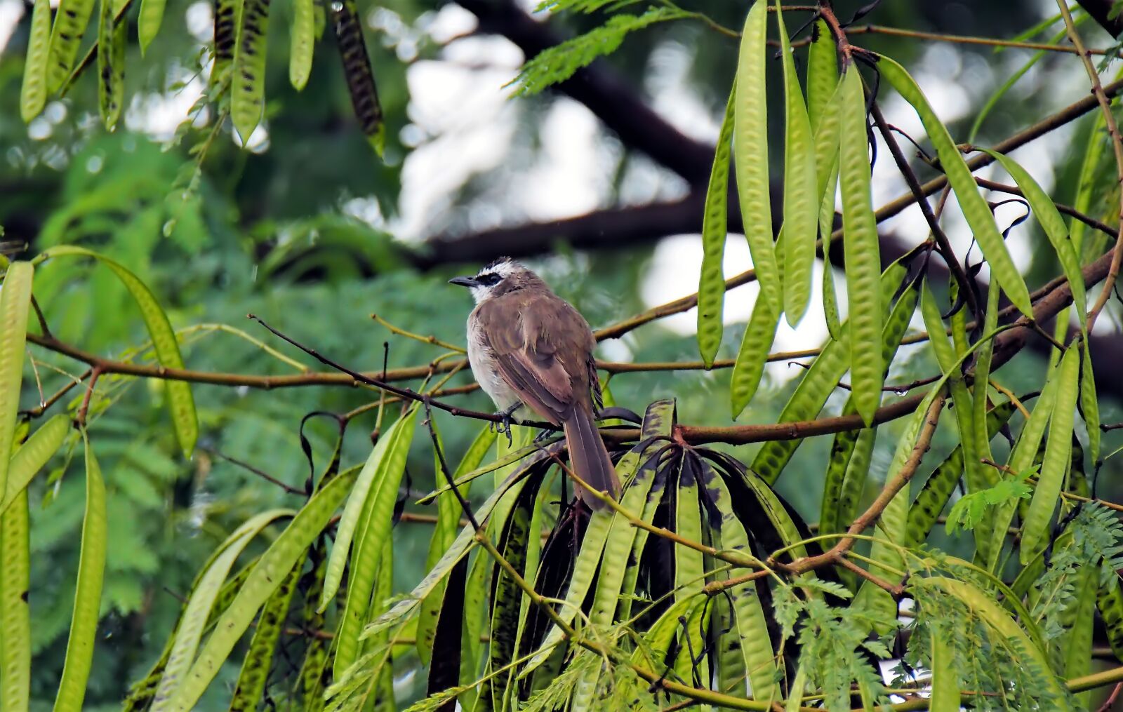 Olympus OM-D E-M1 sample photo. Bird, perched, wet photography