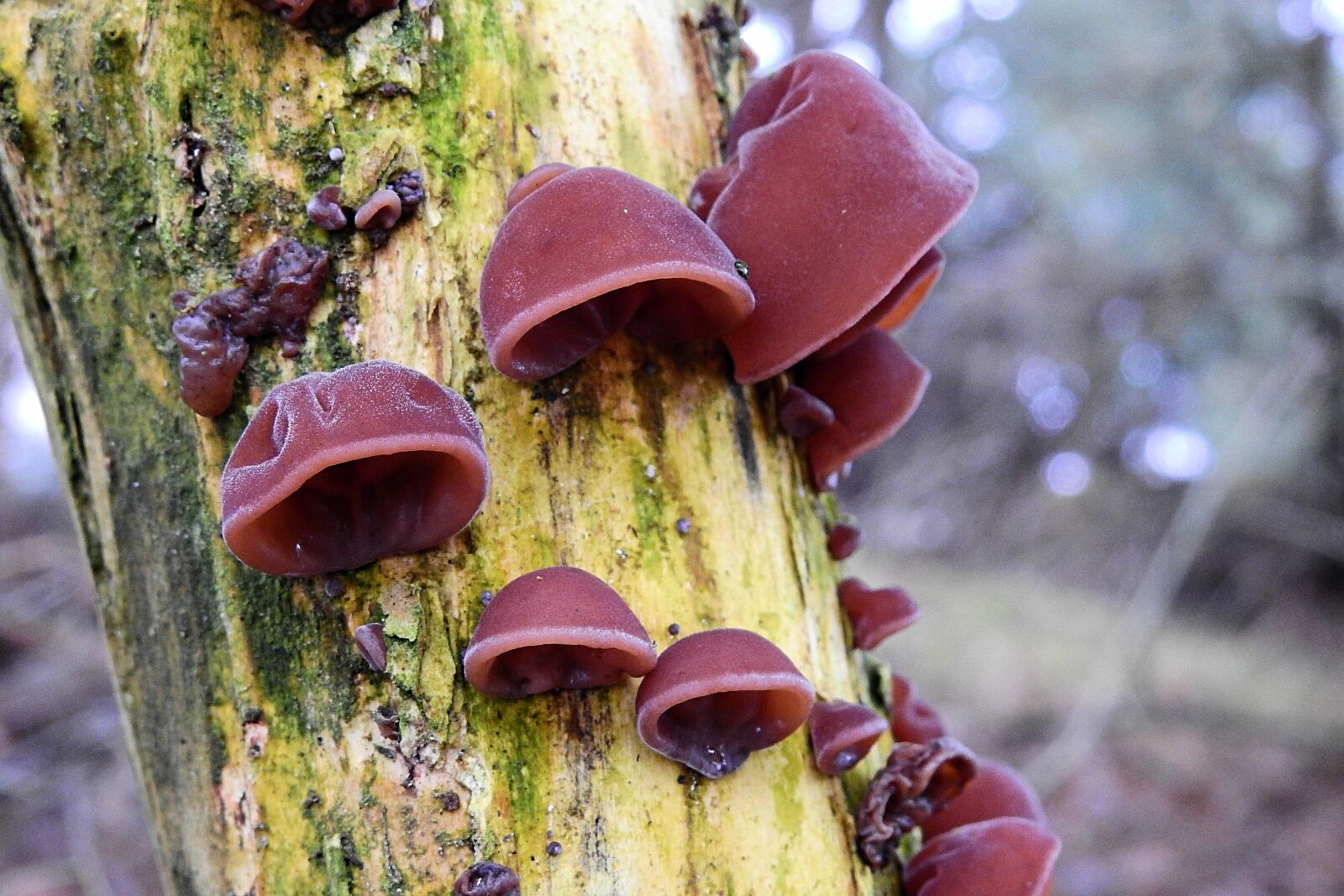 Nikon Coolpix P900 sample photo. Nature, mushrooms, tree photography