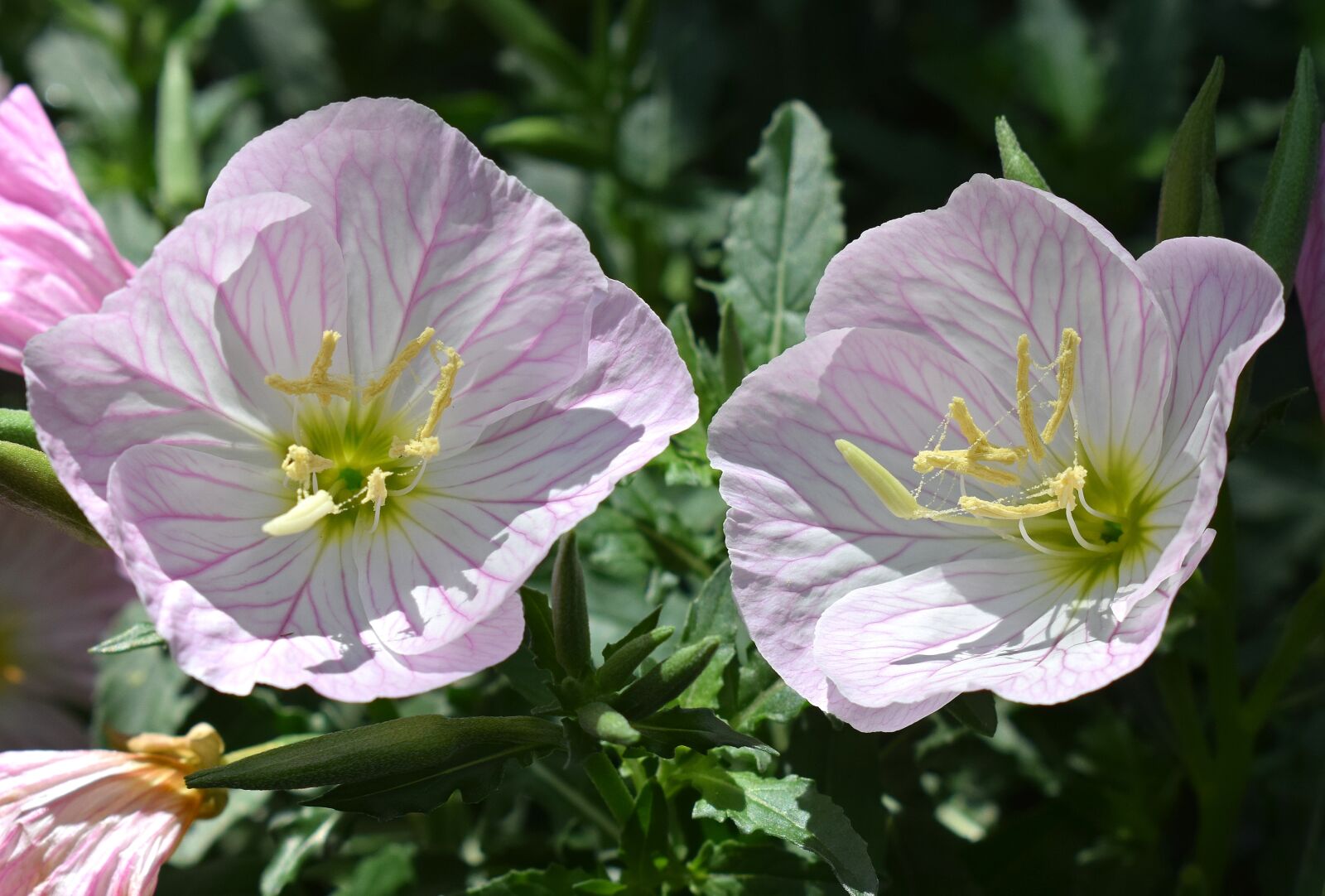 Nikon D3300 sample photo. Pink evening primrose, oenothera photography