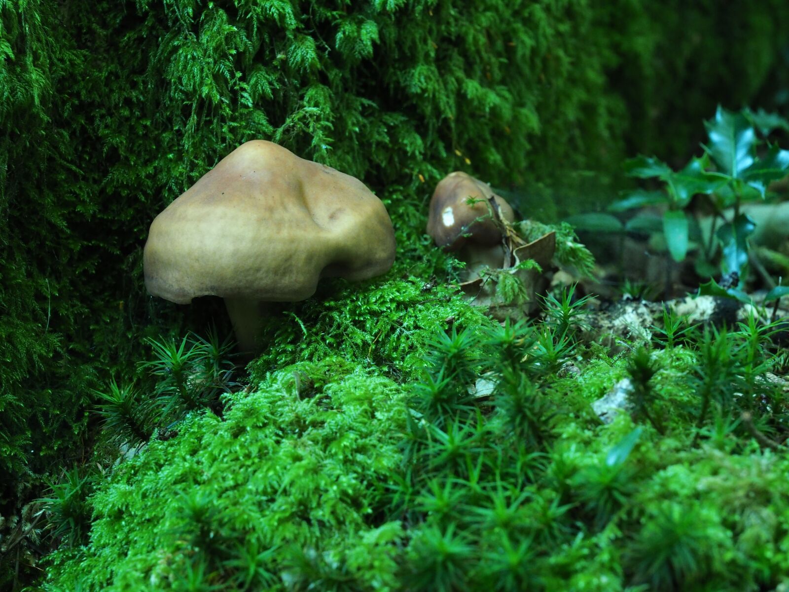 Olympus OM-D E-M1 sample photo. Mushroom, moss, fungus photography