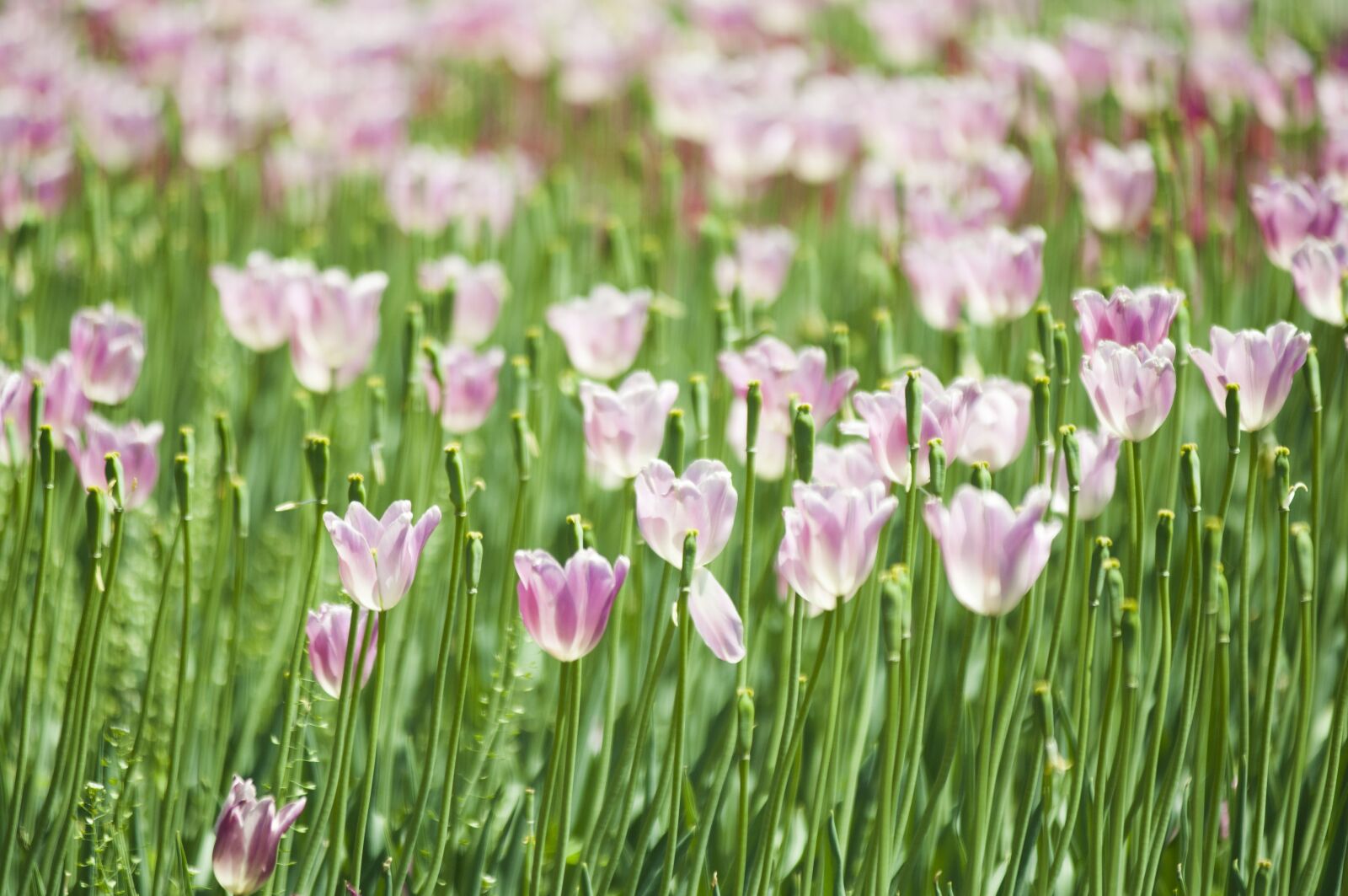 Nikon D90 sample photo. Tulips, tulip, flowers photography