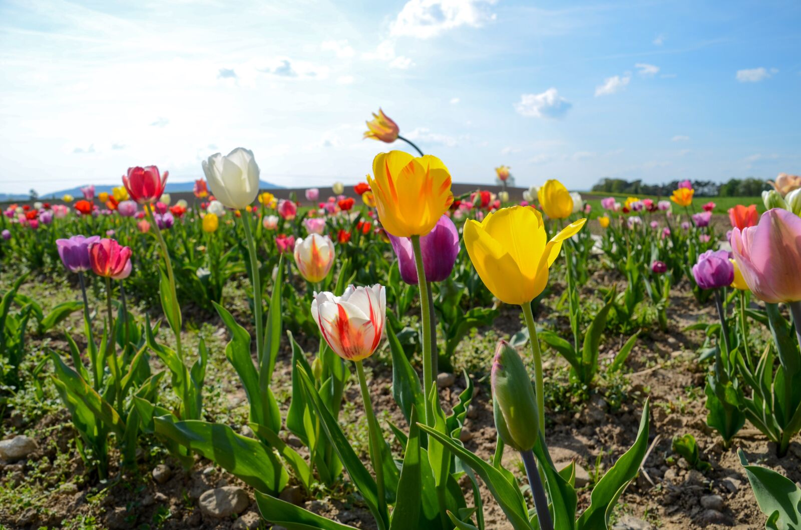 Nikon D7000 sample photo. Tulips, tulip field, tulpenbluete photography