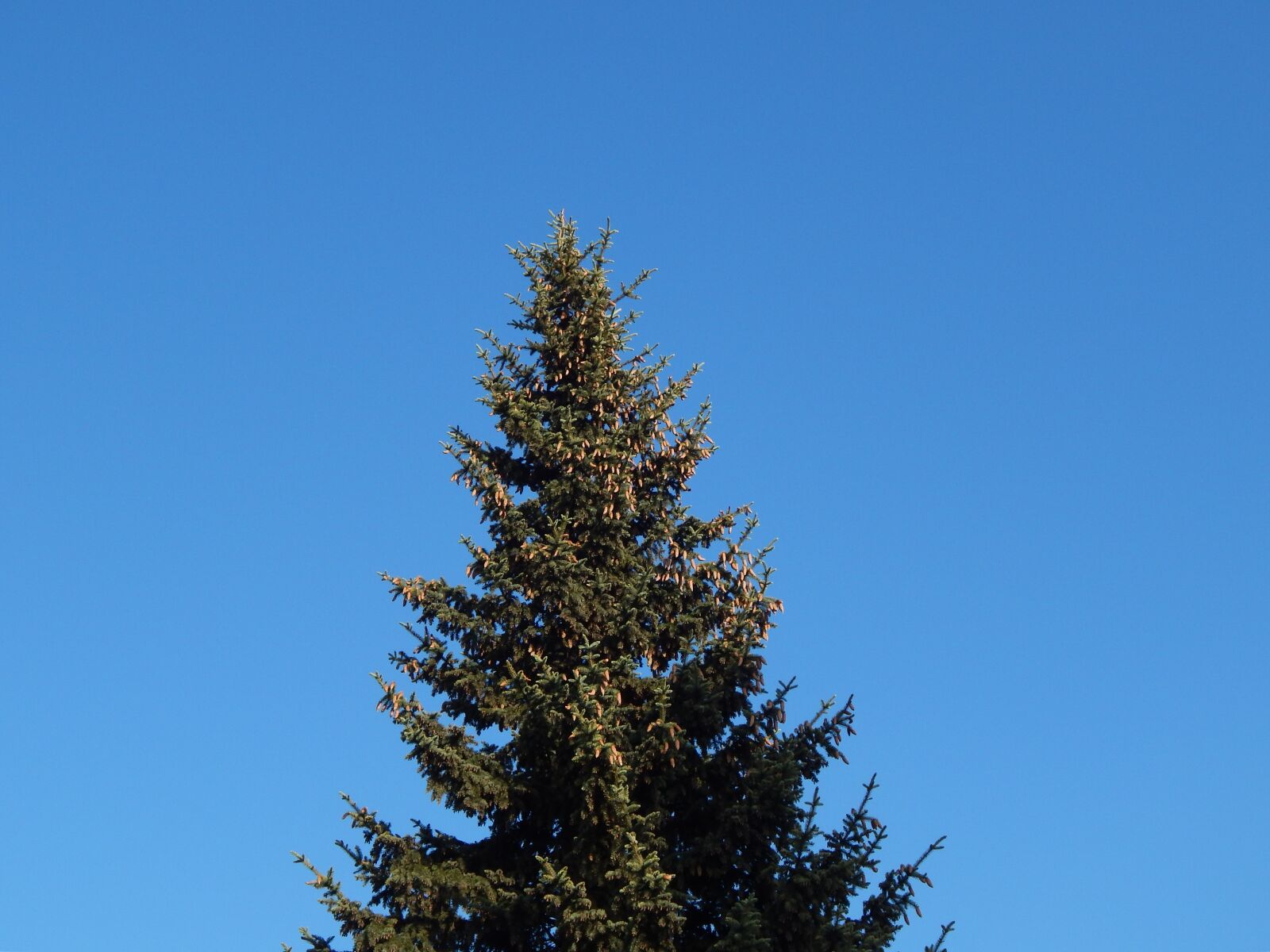 Nikon Coolpix L820 sample photo. The nature, tree, sky photography