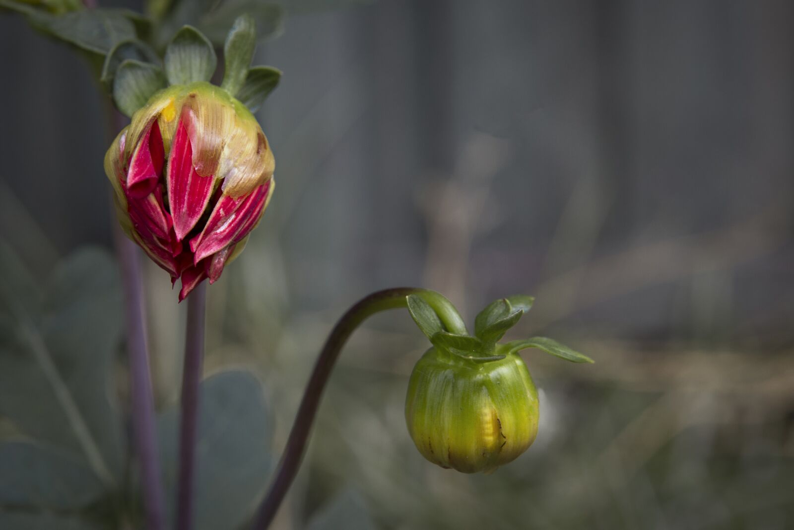 Canon EOS 6D sample photo. Dahlia, red, garden photography