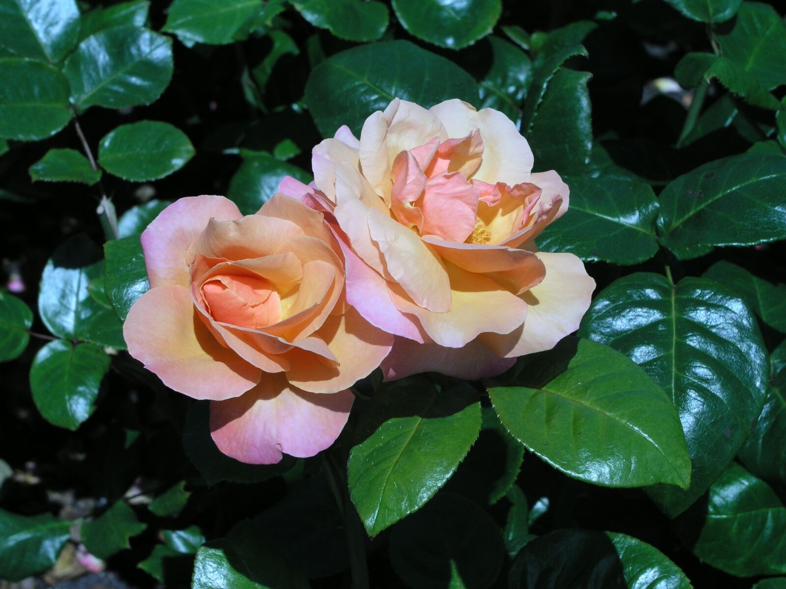Olympus C5050Z sample photo. Flower, rose, bloom photography