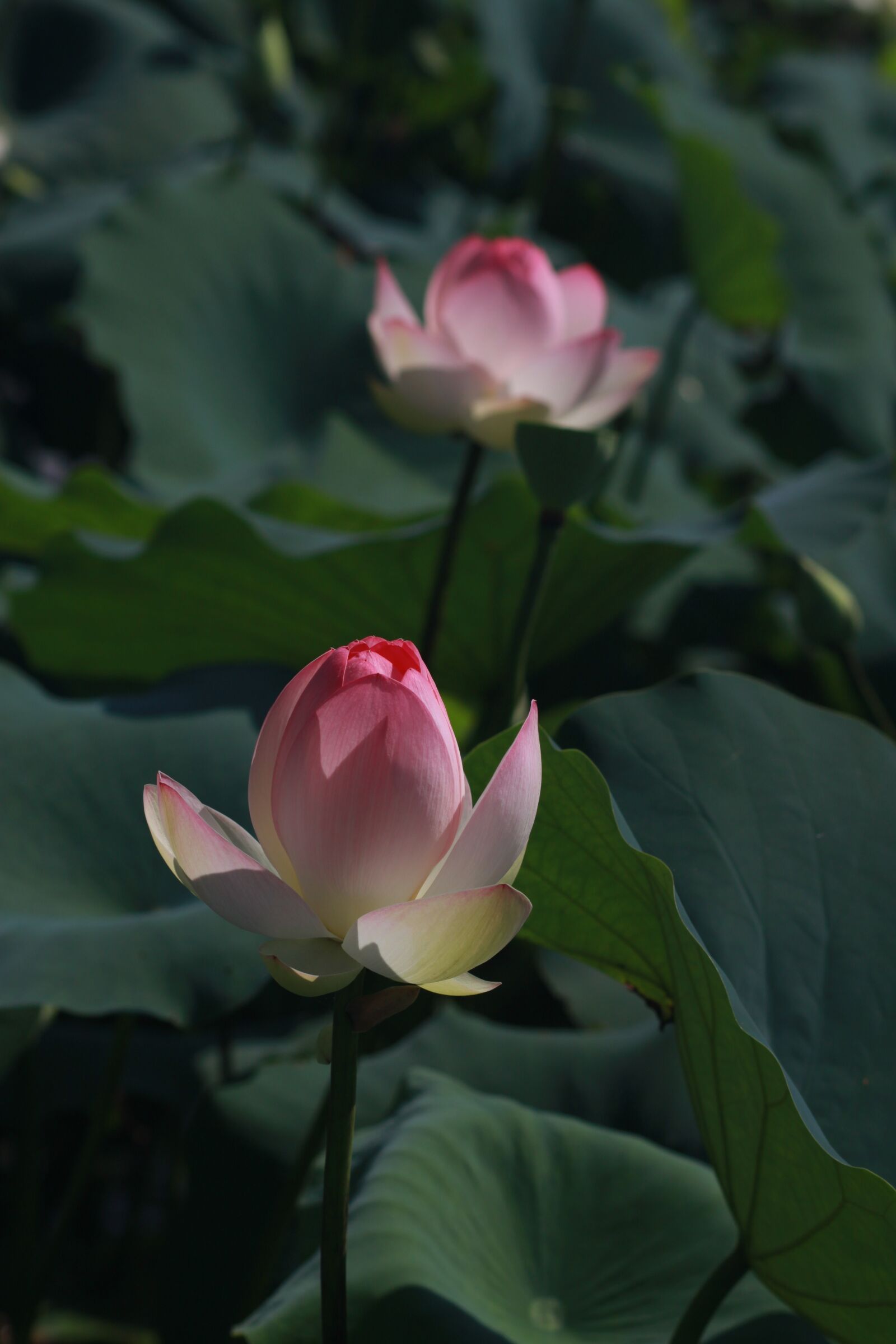 Canon EOS 500D (EOS Rebel T1i / EOS Kiss X3) sample photo. Kite, lotus, peaks photography