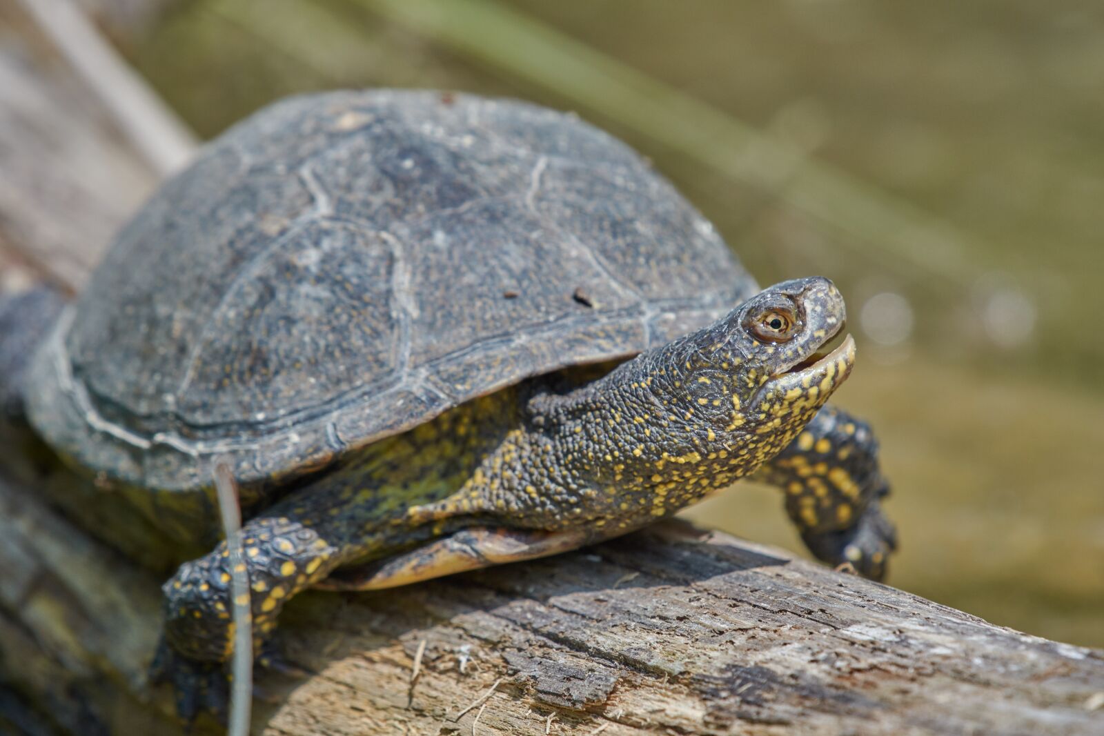 Nikon AF-S Nikkor 200-500mm F5.6E ED VR sample photo. Turtle, water, water turtle photography