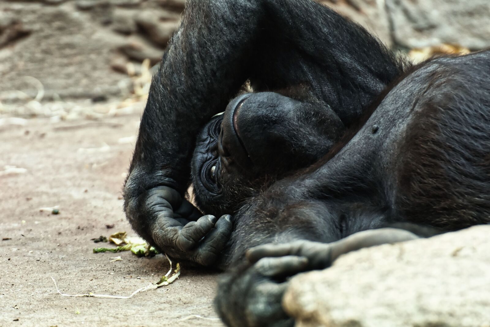 Nikon D7200 sample photo. Gorilla, monkey, animal photography