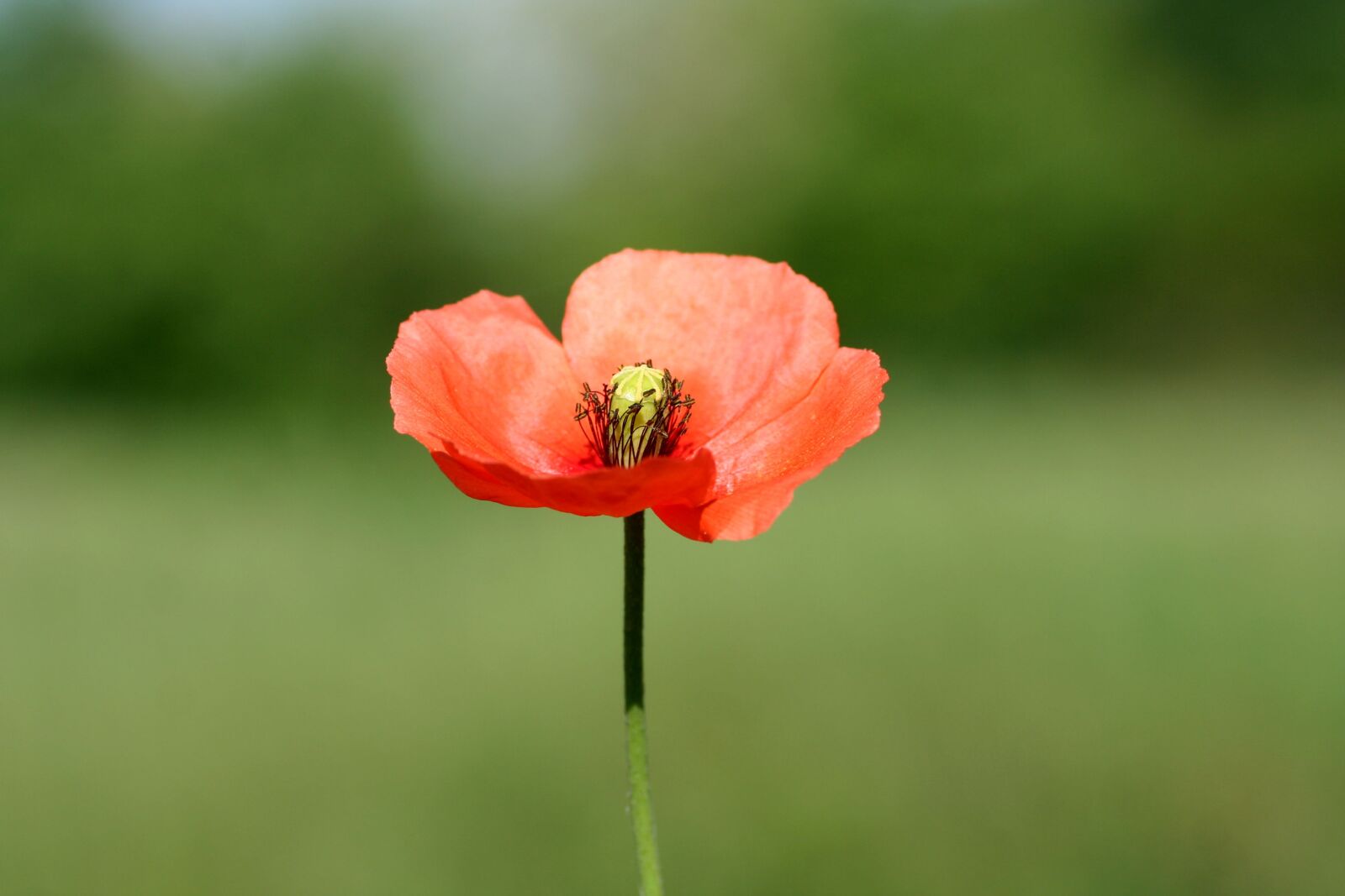 Canon EOS 350D (EOS Digital Rebel XT / EOS Kiss Digital N) sample photo. Poppy, flower, botany photography
