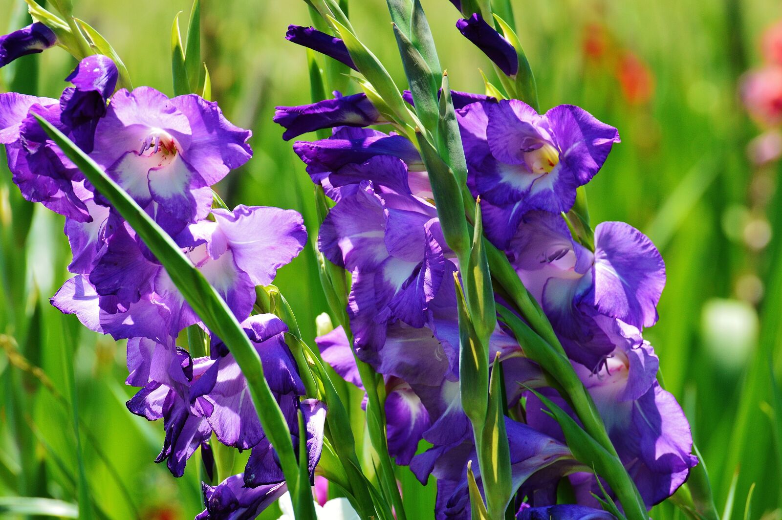 Nikon D3200 sample photo. Gladiolus, blue, summer photography