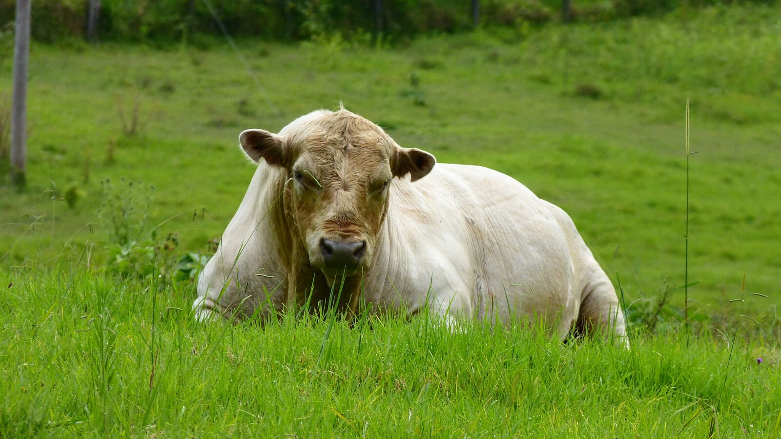 Panasonic Lumix DMC-FZ150 sample photo. Bull, cow, dairy photography