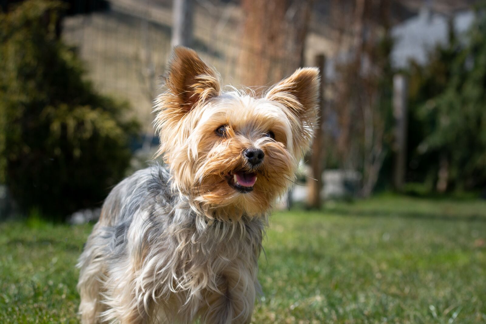 Nikon D7100 sample photo. Dog, yorkie, yorkshire terrier photography