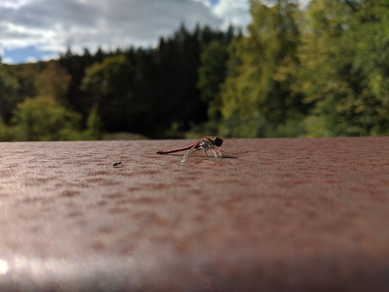 Google Pixel 2 sample photo. Dragonfly, portrait, dragonfly on photography