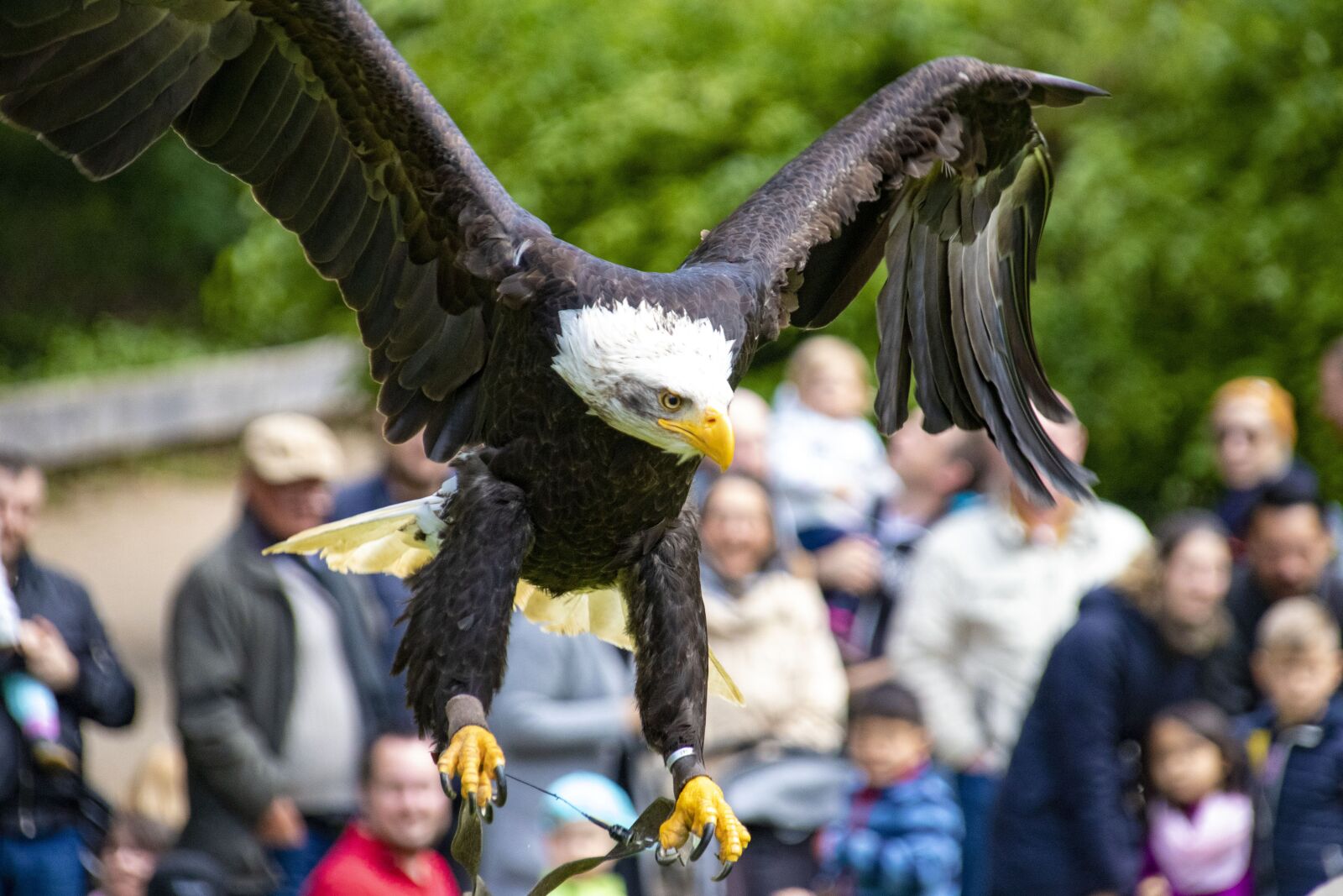 Canon EOS 80D sample photo. Adler, raptor, bird photography