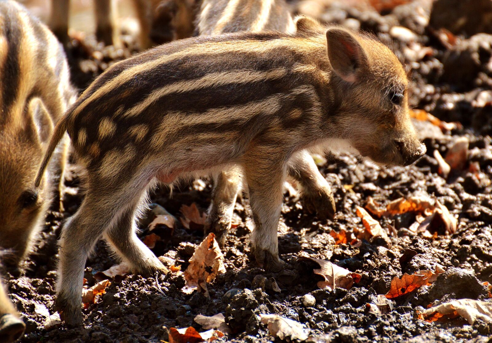Nikon D3200 sample photo. Wild pigs, launchy, young photography