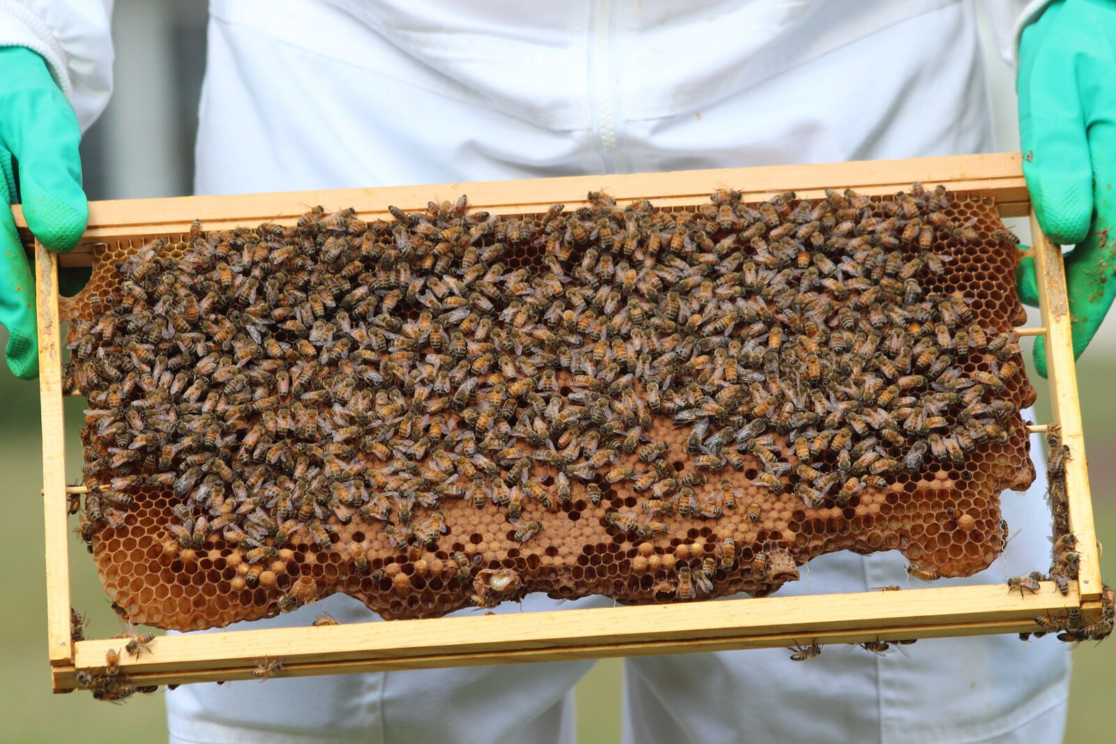 Canon EF 70-300mm F4-5.6 IS USM sample photo. Bees, honeybees, honey photography
