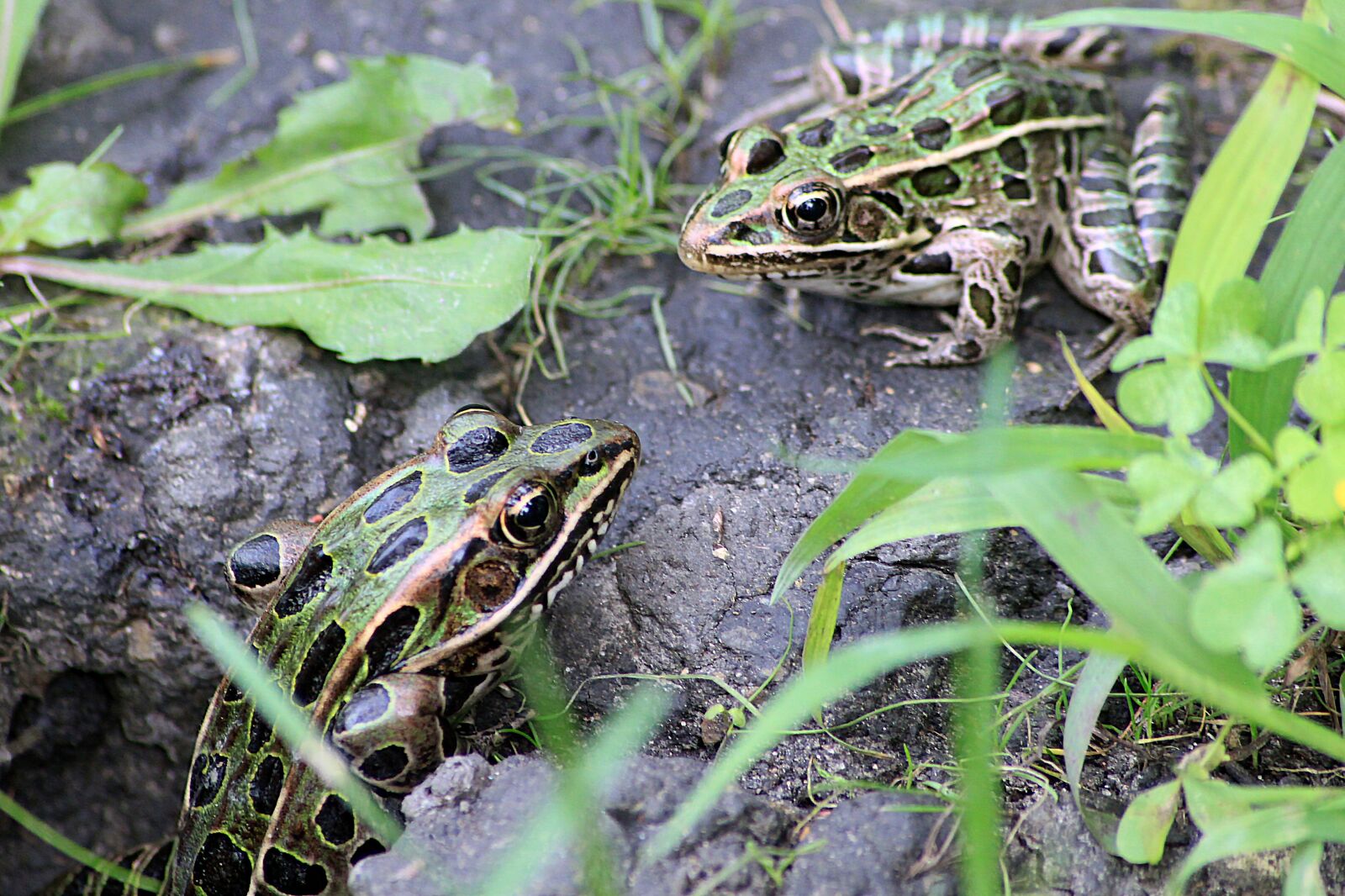 Canon EOS 500D (EOS Rebel T1i / EOS Kiss X3) sample photo. Frog, toad, frogs photography