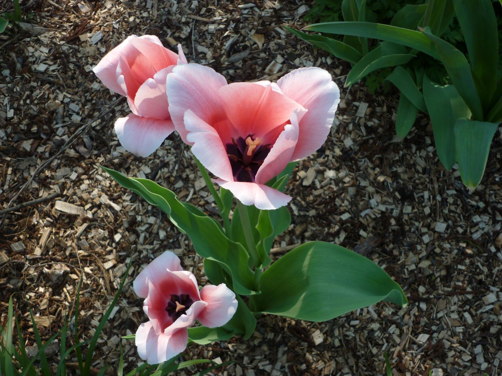 Panasonic DMC-FS62 sample photo. Tulip, pink, spring photography