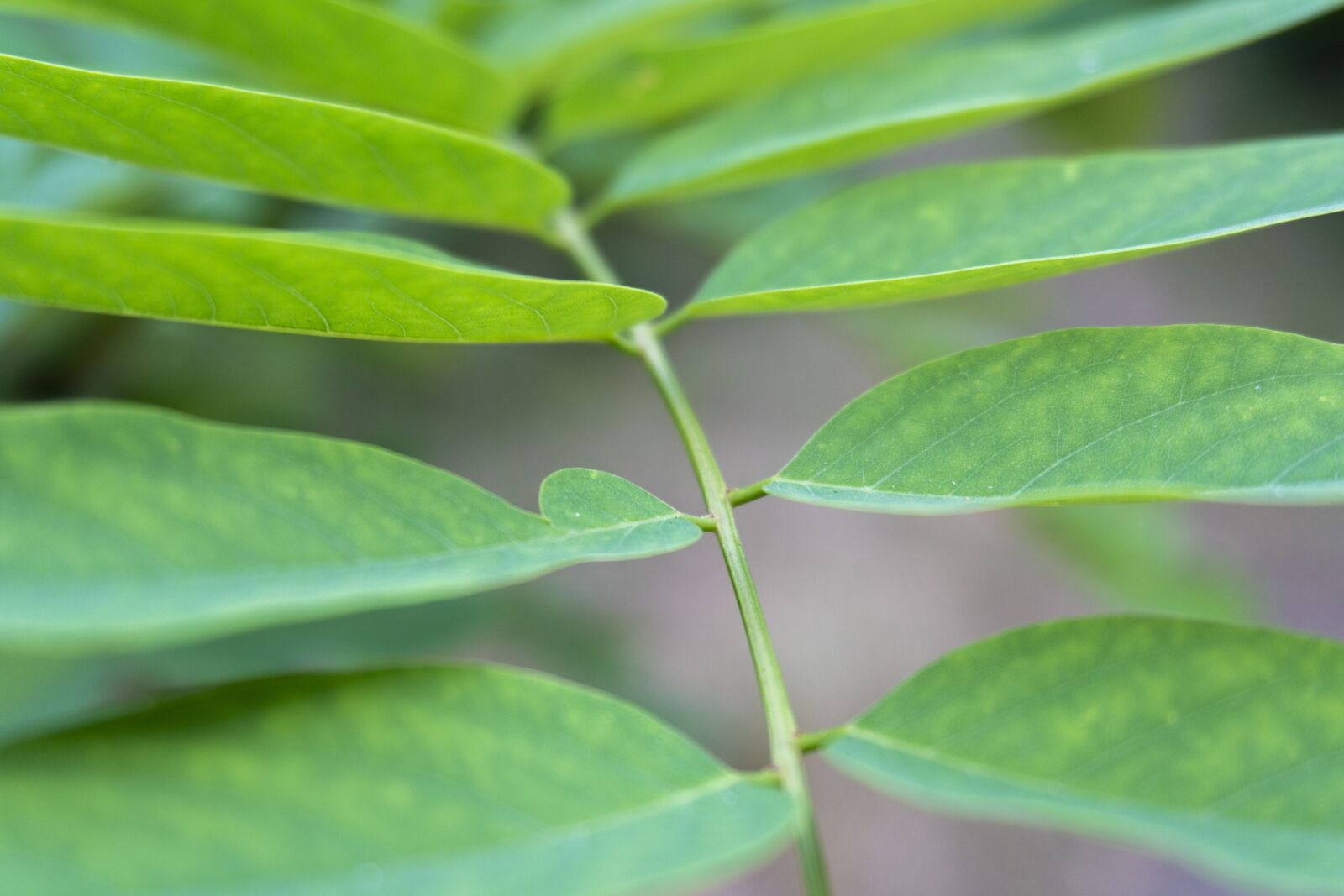 Sony a6300 sample photo. Green, macro, petals photography