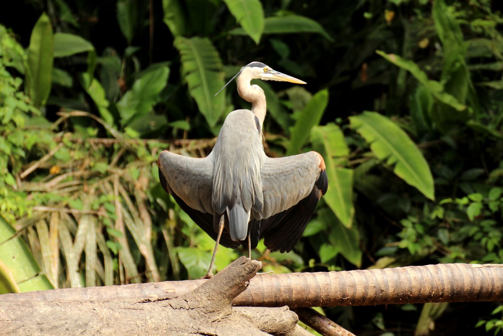 Canon EOS 700D (EOS Rebel T5i / EOS Kiss X7i) sample photo. Heron, canada heron, tortuguero photography