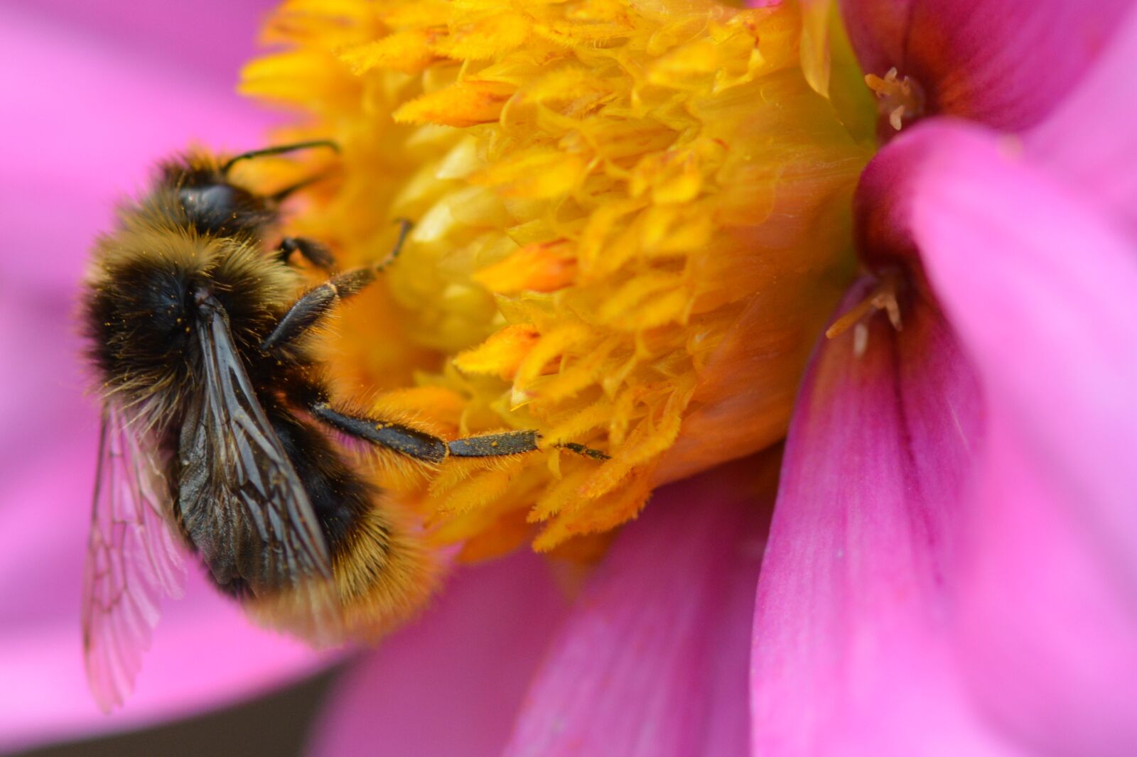 Nikon D5200 sample photo. Bee, animal, nature photography