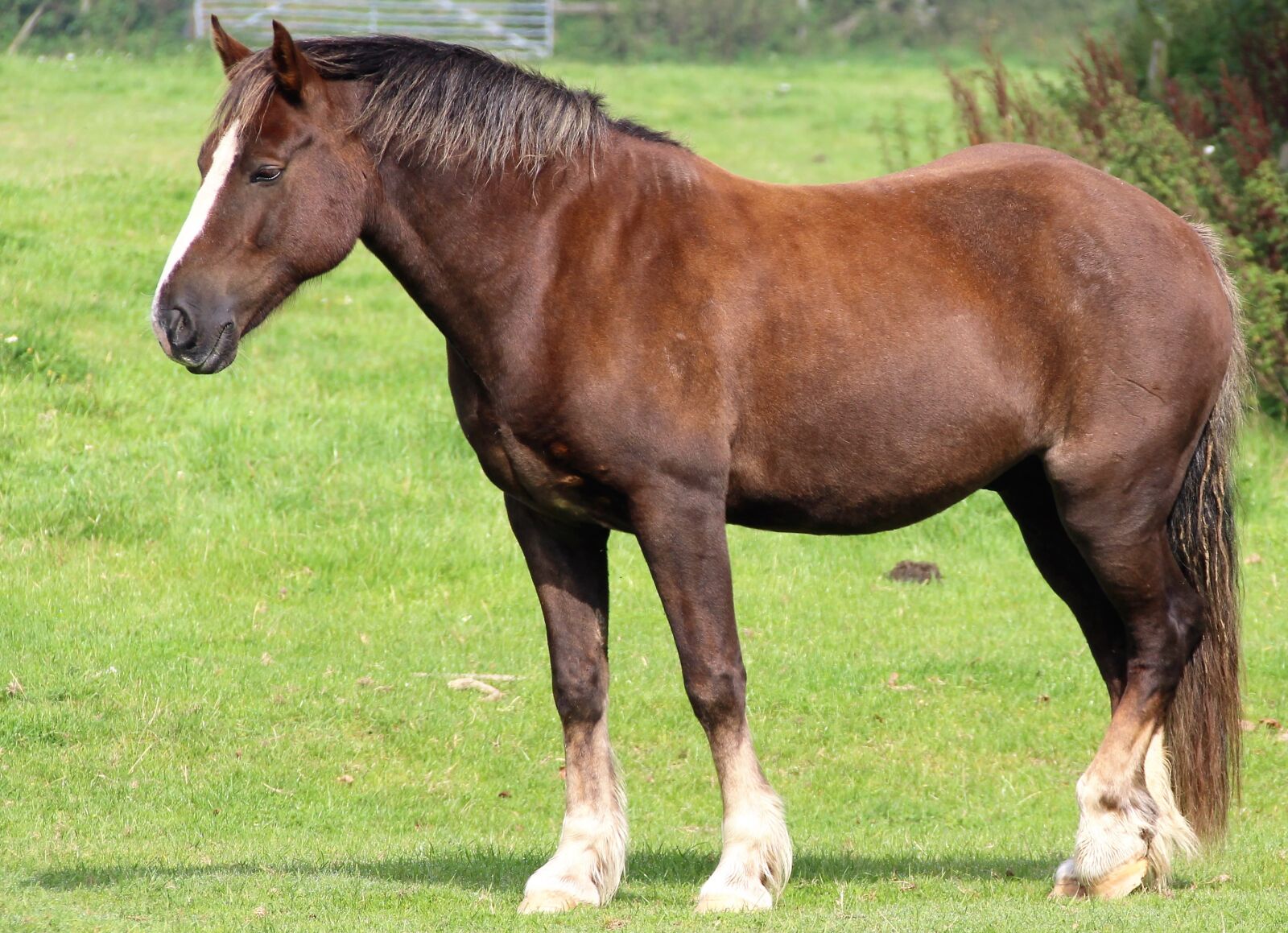 Canon EOS 100D (EOS Rebel SL1 / EOS Kiss X7) sample photo. Horse, equine, equestrian photography