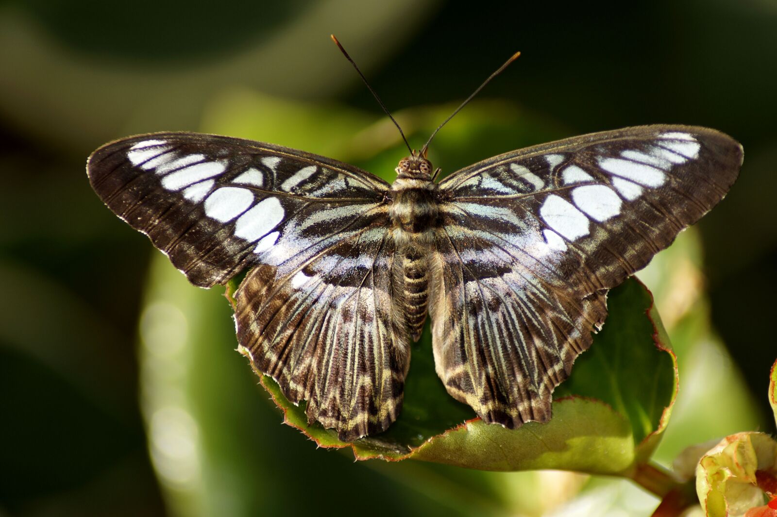 Sony SLT-A58 sample photo. Butterfly, exotic, insect photography