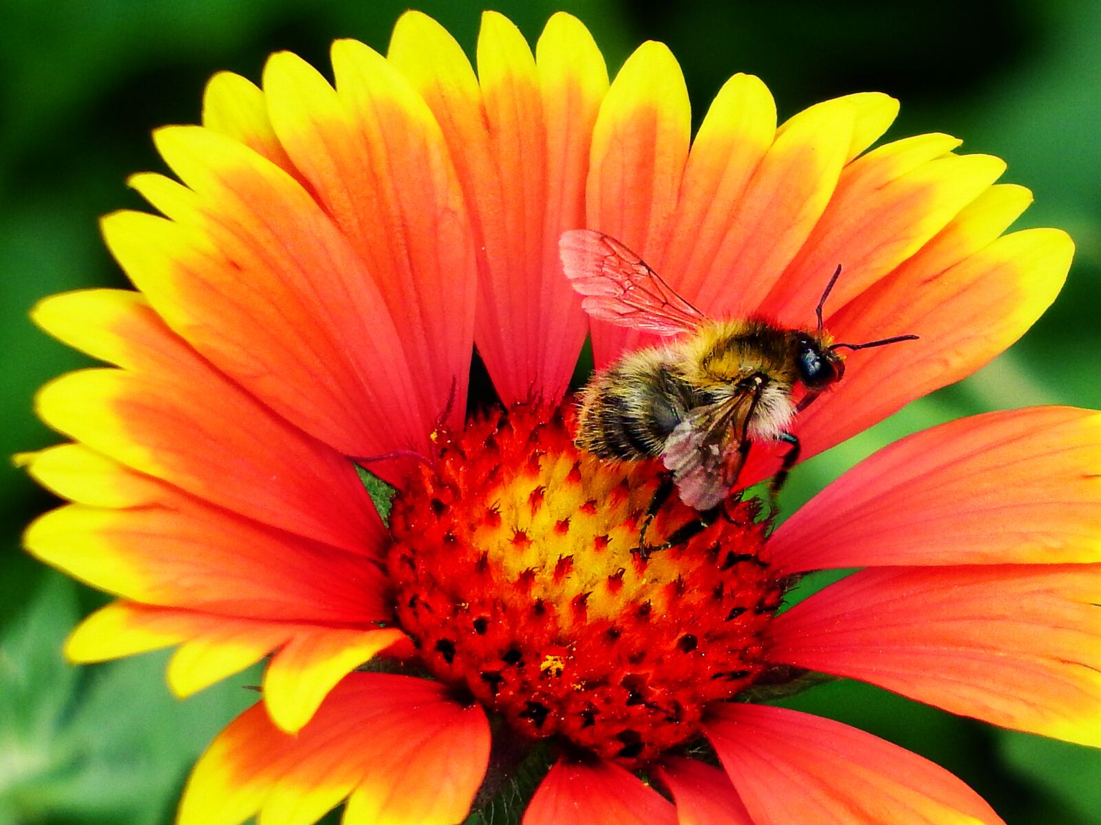 Fujifilm FinePix S1 sample photo. Bee, pollination, flower photography