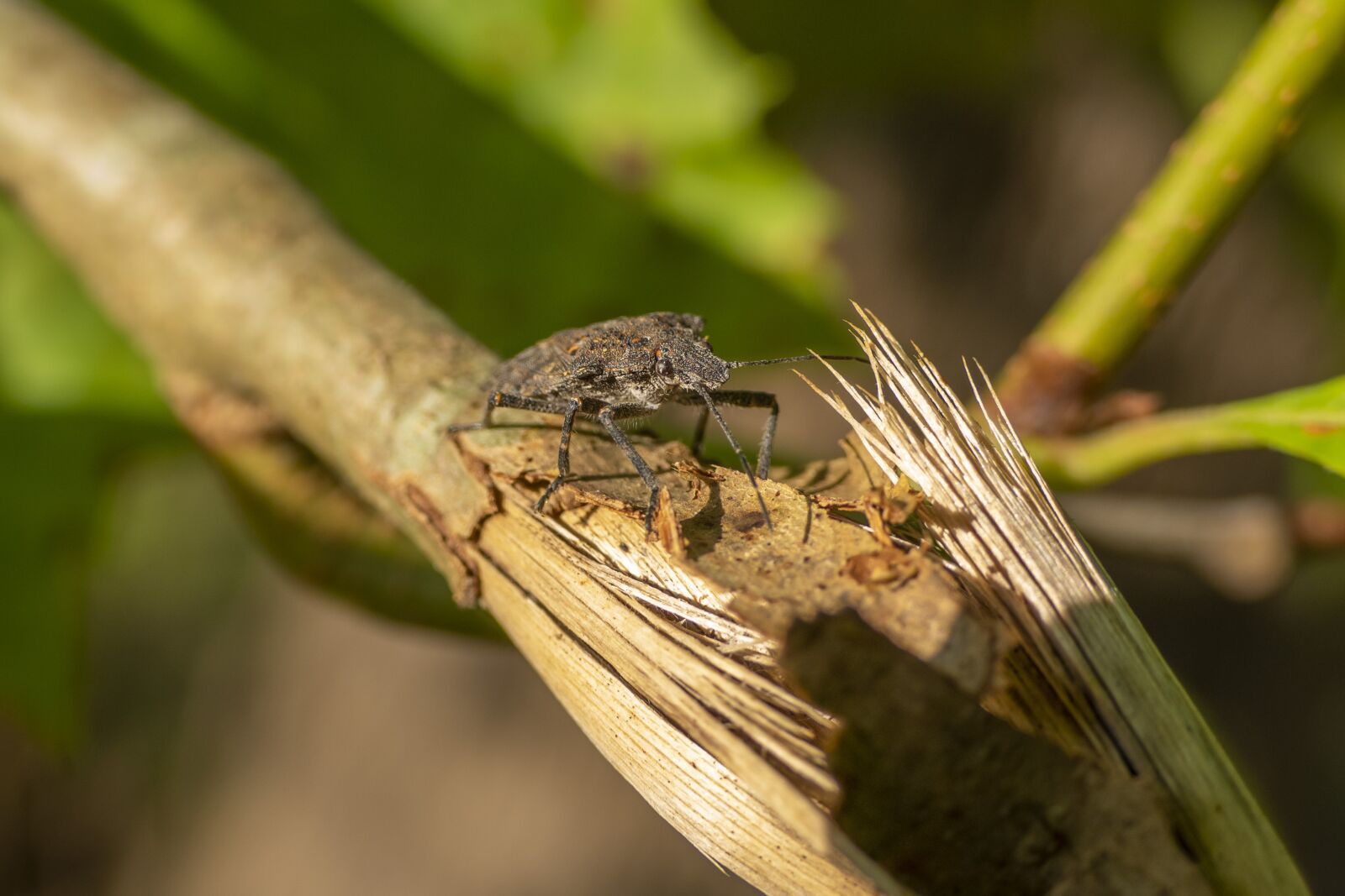 Panasonic Lumix DMC-FZ1000 sample photo. Stink, bug, insect photography
