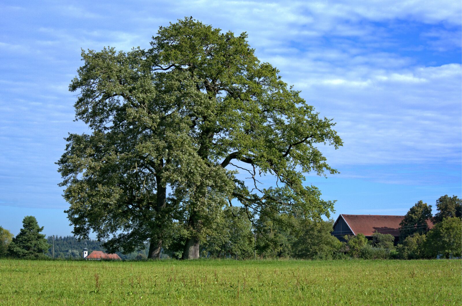 55.0-200.0mm f/4.0-f/5.6 sample photo. Tree, individually, nature photography