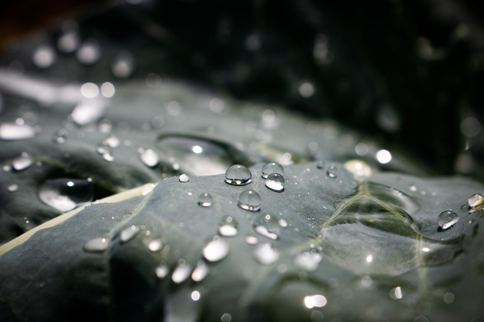 Canon EOS 750D (EOS Rebel T6i / EOS Kiss X8i) sample photo. Leaf, green, nature photography