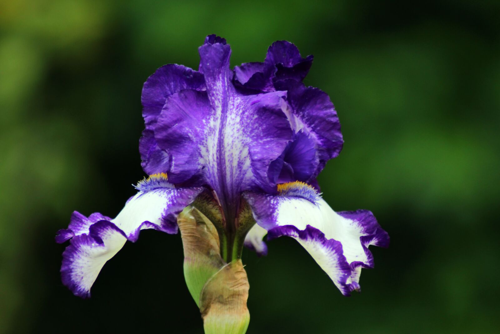 Canon EOS 1300D (EOS Rebel T6 / EOS Kiss X80) sample photo. Lily, iris, blossom photography