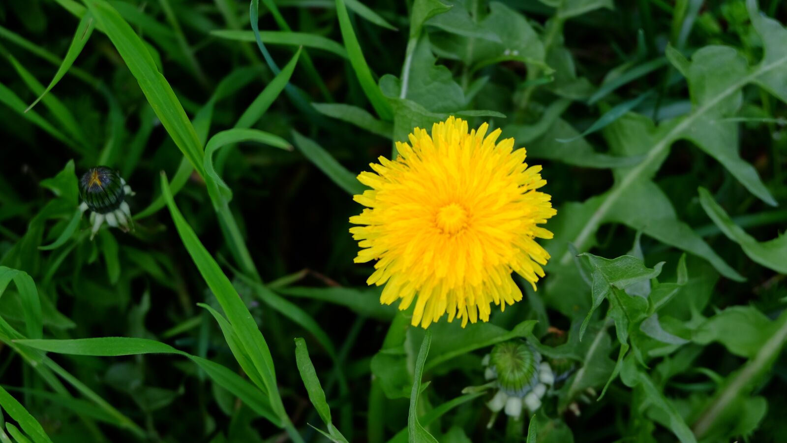 Fujifilm XC 16-50mm F3.5-5.6 OIS II sample photo. Nature, flower, garden photography