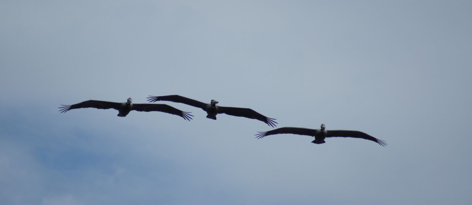 Sony SLT-A55 (SLT-A55V) sample photo. Nature, pelicans, sea photography