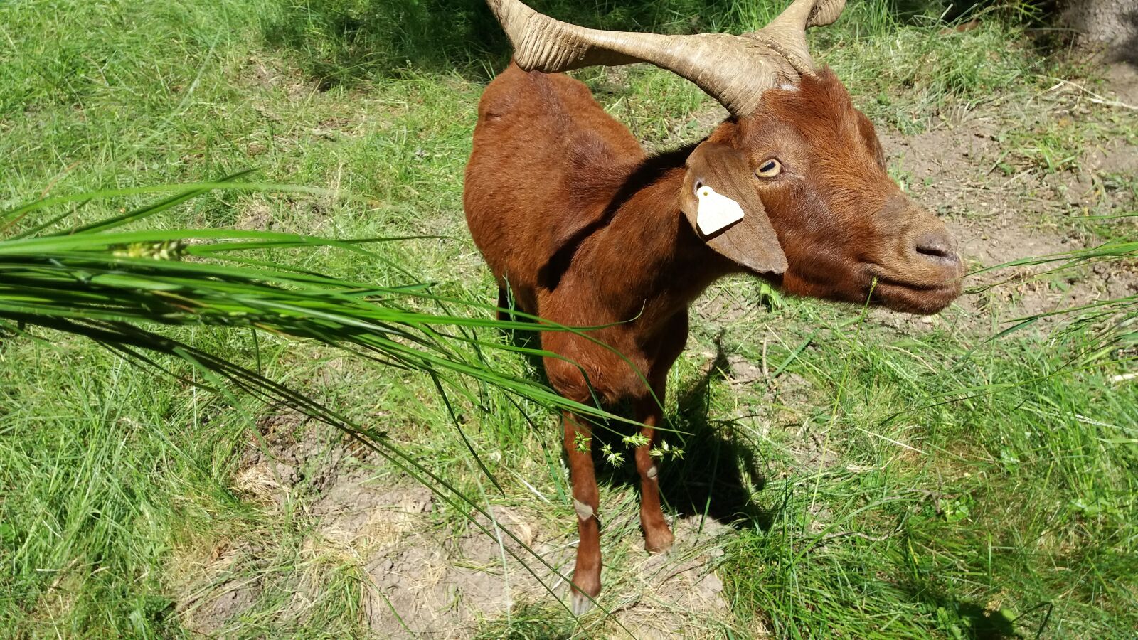 Samsung Galaxy J5 sample photo. Goat, animals, breeding photography