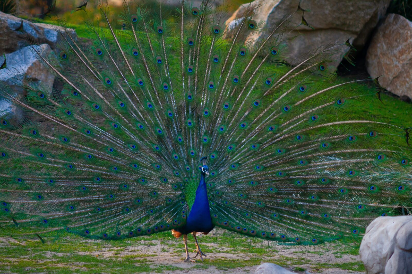 Canon EOS 400D (EOS Digital Rebel XTi / EOS Kiss Digital X) sample photo. Bird, color, sun photography