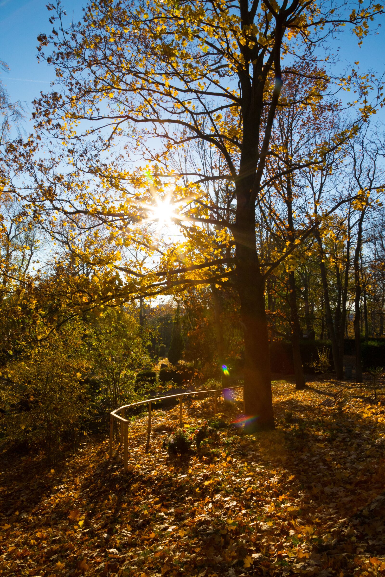 Canon EOS 6D + Canon EF 24-105mm F4L IS USM sample photo. Trees, autumn, landscape photography