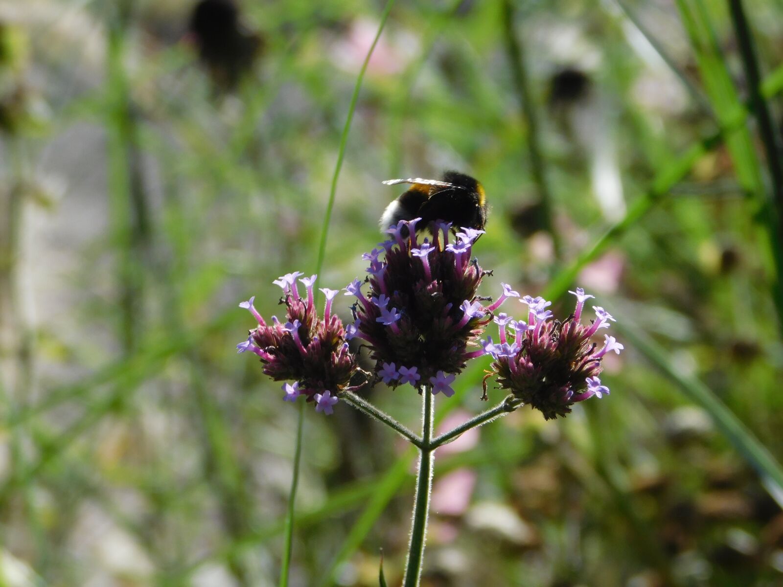 Nikon Coolpix L840 sample photo. Hummel, on a flower photography