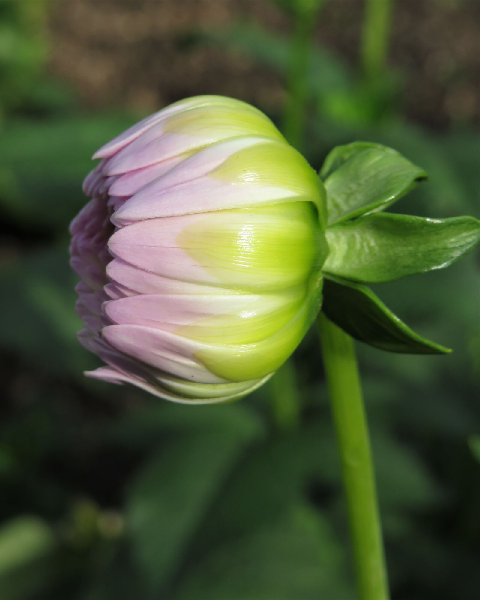 Canon PowerShot SX540 HS sample photo. Flower, closed, bud photography