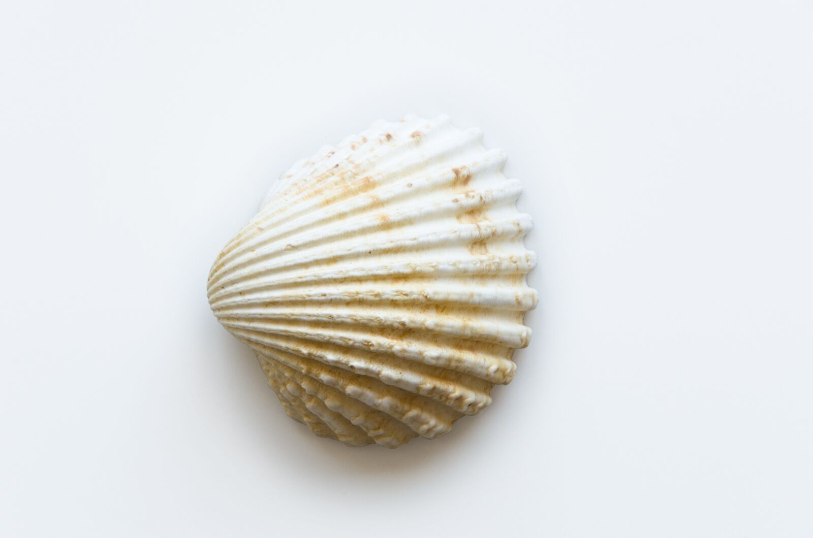 Nikon D5100 sample photo. Shell, sea, beach photography