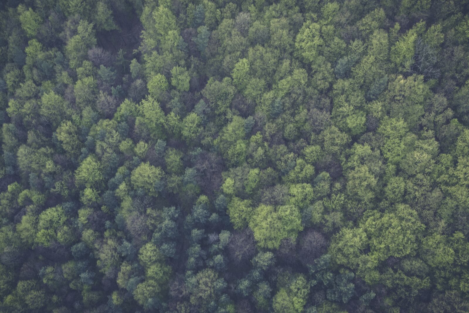 Canon EF 24-70mm F2.8L II USM sample photo. Green, trees, forest photography