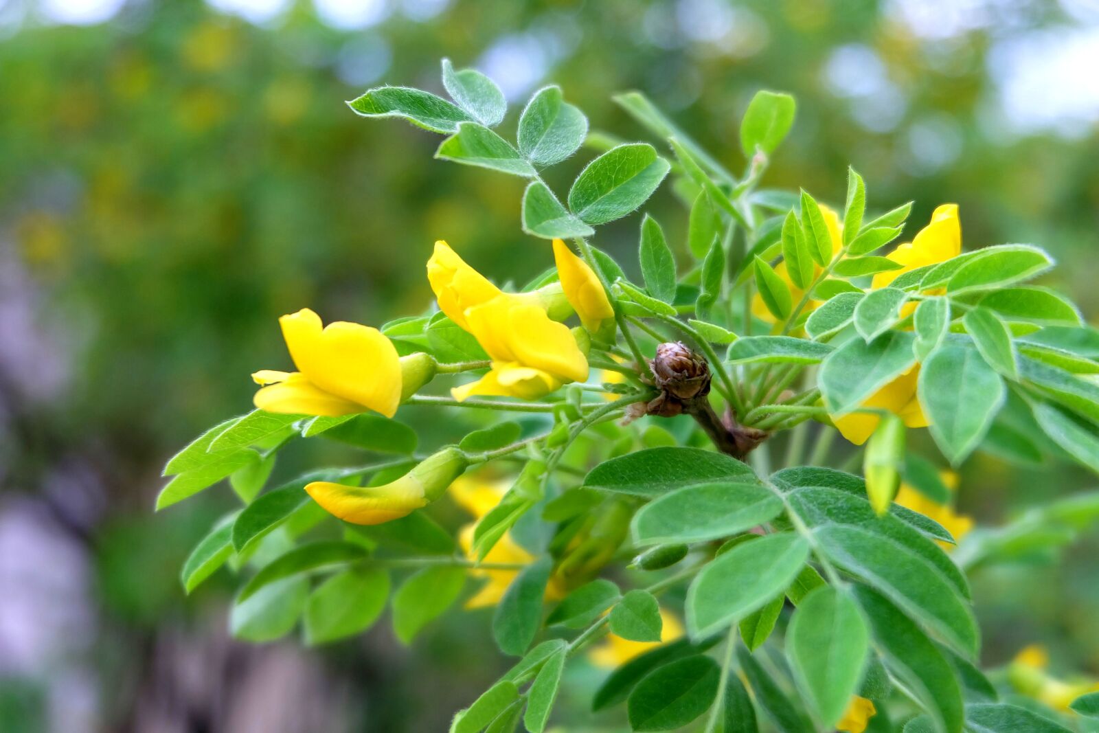 Fujifilm X-A2 + Fujifilm XC 16-50mm F3.5-5.6 OIS II sample photo. Acacia, greens, yellow flowers photography