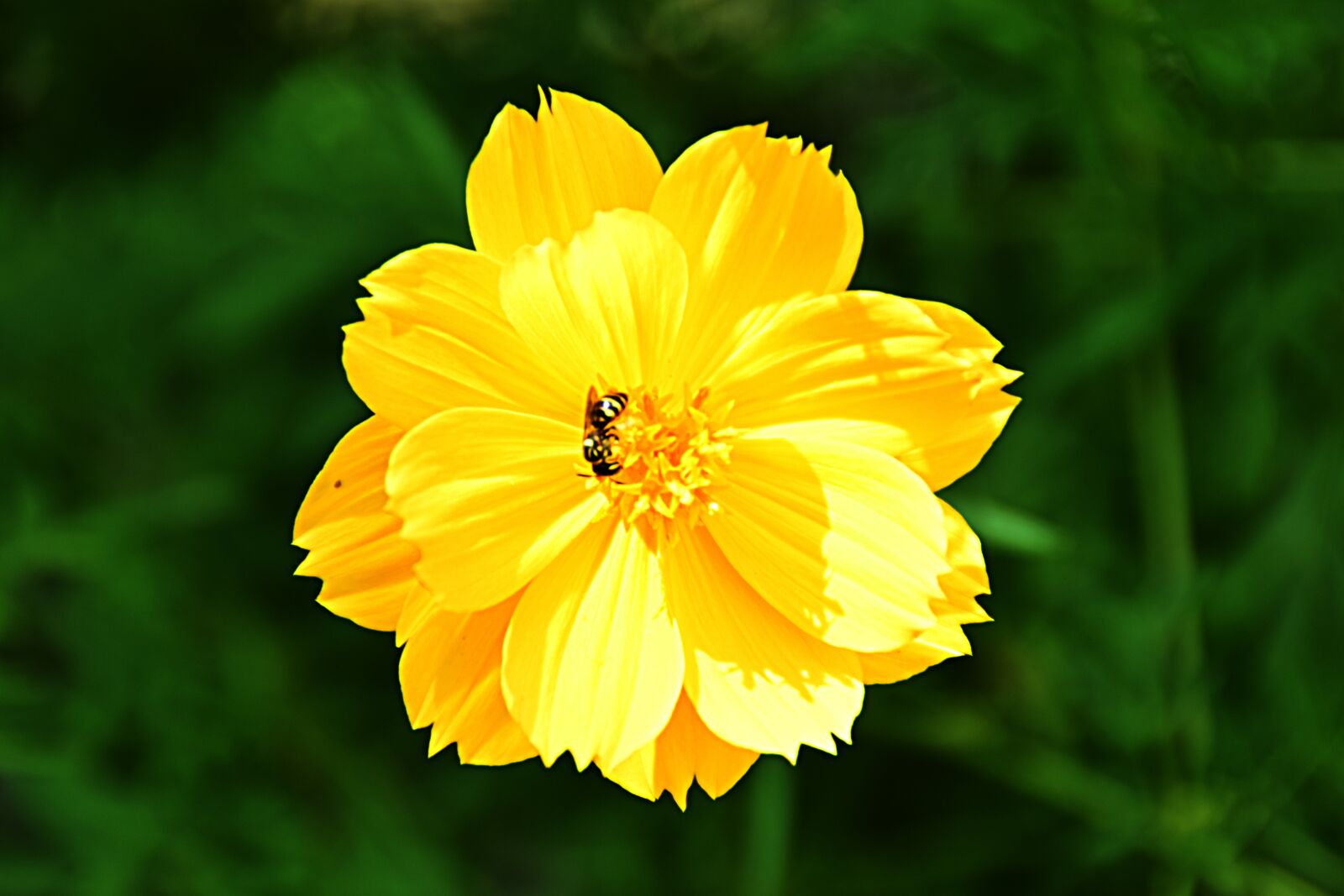 Nikon D5300 sample photo. Blossom, bloom, flower photography