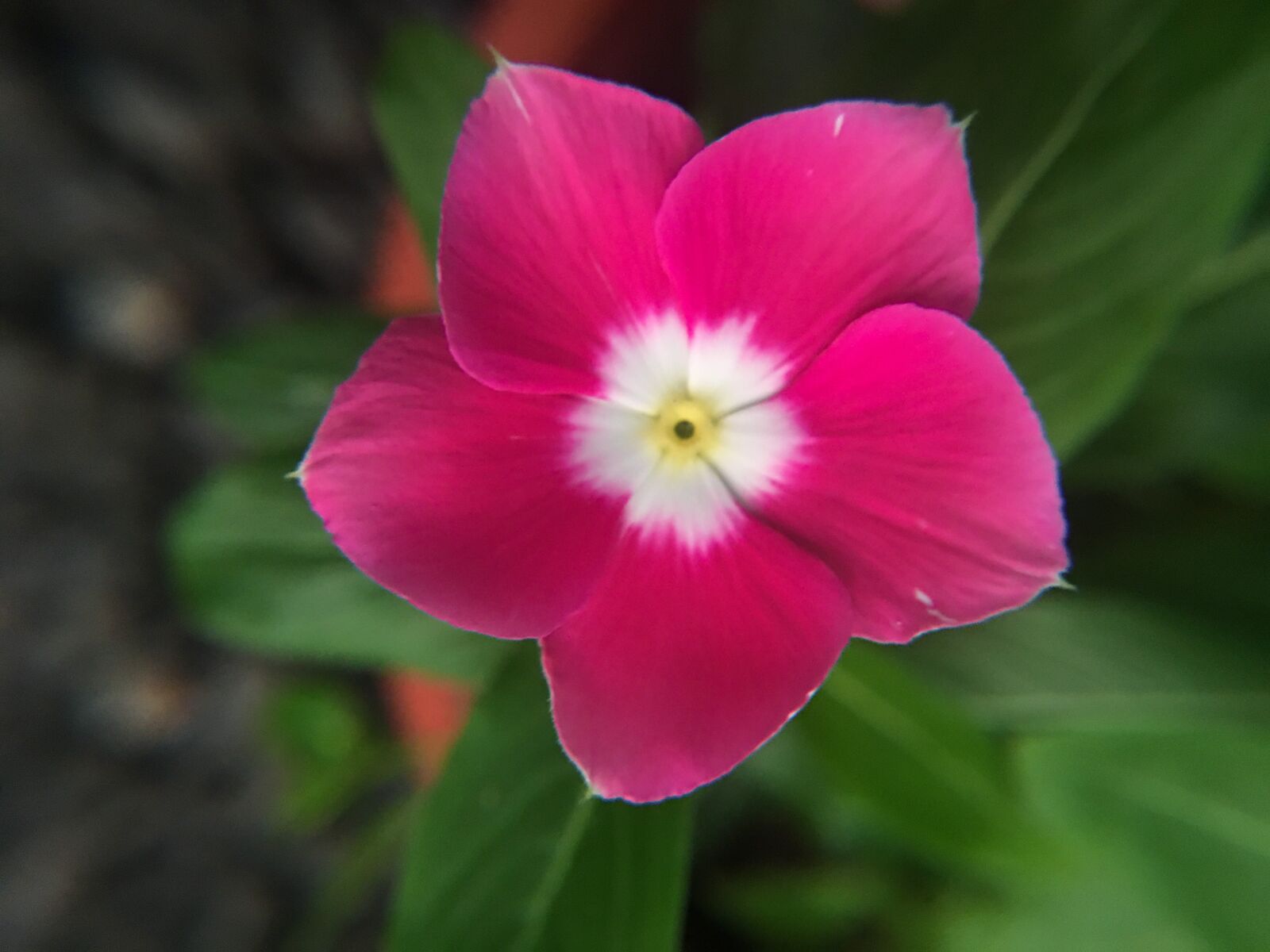 iPhone 6s Plus back camera 4.15mm f/2.2 sample photo. Vinca, flower, spring photography