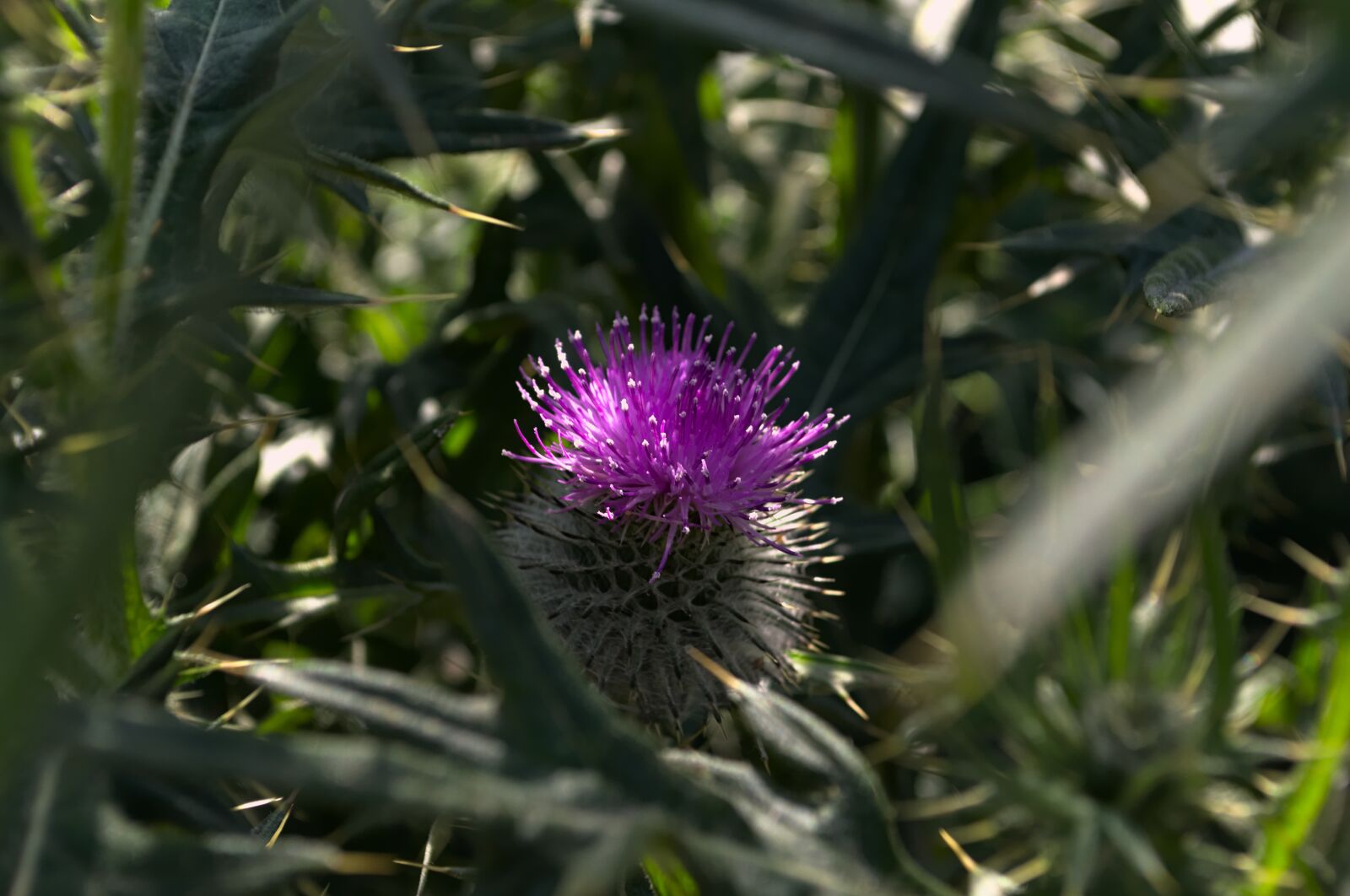 Nikon D3100 sample photo. Thistle, purple, green photography